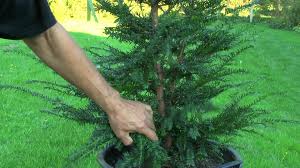 Gartenbonsai Taxus Baccata Eibe Grundgestaltung Gartenbonsai Garten Garten Pflanzen