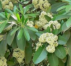 Image result for Alstonia