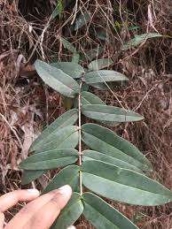 Image result for Memecylon sp. C