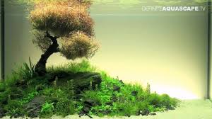 Aquascaping The Art Of The Planted Aquarium 2012 Xl Compilation Planted Aquarium Aquascape Aquarium