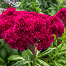 Image result for Celosia argentea