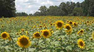 Maybe you would like to learn more about one of these? The Anderson S Sunflower Farm Is Already A Hit 11alive Com