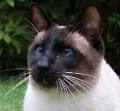 Thai cat - Wikipedia