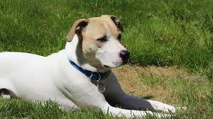 If your pet is suffering from dog bladder cancer, when to euthanize is a question you may have to consider. Can Dogs Get Bladder Cancer