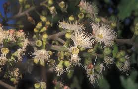 Image result for Eucalyptus torelliana