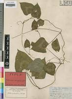 Image result for Psophocarpus scandens