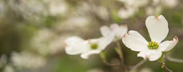 We carry the very best variety for the most cherished feature, the early spring blooms. Your Guide To Flowering Dogwood Care Bower Branch