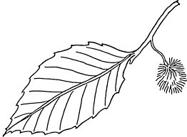 For fans of doctor who, we have some special coloring pages for you. Leaf Six Simple Leafs Easy Coloring Pages For Toddlers 145102 Leaf Coloring Home