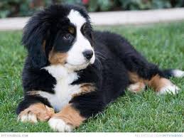 Contact newfoundland bernese mountain dog breeders near you using our free bernese mountain dog breeder search tool below! Bernese Mountain Dog Newfoundland Mix Puppies Online Shopping