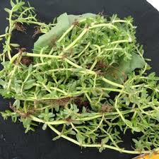 Image result for Dioscorea praehensilis