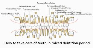 Image result for Dentition