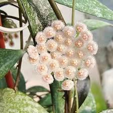 Image result for Hypoxis parvifolia