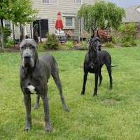 If you are interested in a puppy and we don't have one like you want. How Much Does A Great Dane Puppy Cost In India Quora