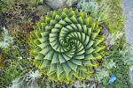 Resultado de imagem para spirals in nature