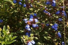 Image result for Ceratostigma griffithii