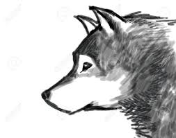 Now that you have the basic head of your wolf mapped out, draw a layer of fur surrounding the head and ears. Snow Wolf Black And White Drawing Stock Photo Picture And Royalty Free Image Image 23046251