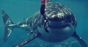 Resultado de imagen de TIBURON BLANCO