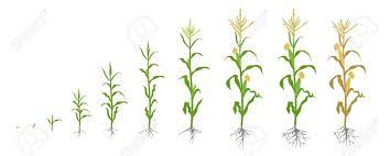 Check spelling or type a new query. Growth Stages Of Maize Plant Corn Phases Vector Illustration Royalty Free Cliparts Vectors And Stock Illustration Image 124768198