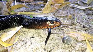 Image result for Indigofera sp.nov. aff. I chimanimaniensis