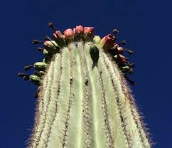 Then i realized that i had never really set up any automated farms (aside from my giantpyramidmobgrinderthingy). Barrel Cactus Seed Savor The Southwest