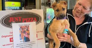 Warren zevon lawyers guns money live 1980. Pizzeria Places Local Shelter Dog Photos On Pizza Boxes To Help Them Get Adopted For Lovers
