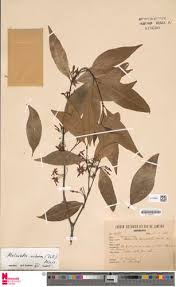 Image result for Malouetia