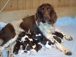 Image result for Malý münsterlandský ohař