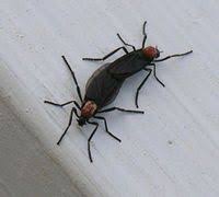 Live Oak With Images Love Bugs Florida Termites