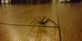 Es gibt dabei aber auch noch andere möglichkeiten, wie eine spinne kalten temperaturen trotzen kann. Mit Diesem Tierfreundlichen Trick Scheuchst Du Alle Spinnen Aus Deinem Haus