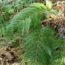 Image result for Whitfieldia orientalis