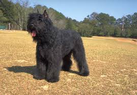 We are taking reservations for our january 2021 litter. Bouvier Des Flandres Breeders Simply Pets