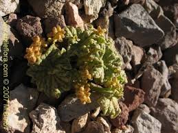 Image result for Dioscorea minutiflora