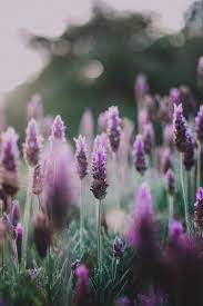 Pin By Sunny Olivia On Wallpaper In 2021 Beautiful Flowers Nature Photography Flower Aesthetic