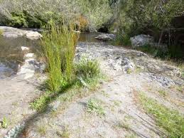 Image result for Vellereophyton dealbatum