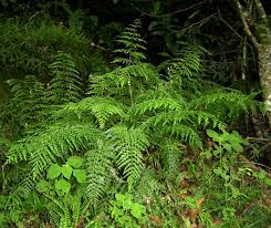 Image result for Asplenium aethiopicum