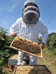 1705 pico blvd ste 56. Los Angeles Bee Removal Los Angeles Live Bee Removal Service
