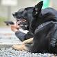 Dothan, Al.: Canine Legal Updates (Patrol ...