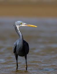 List Birds That Start With B Western Reef Egret Egretta Gularis Modhva Beach Gujarat India 153x2048 Oc Animals Nature Photography In 2020 Wildlife Photography Animals Images Animals