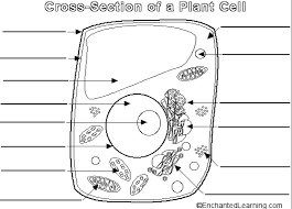 The basic structure of a plant cell is shown below. Parts Of A Plant Cell Diagram Quizlet