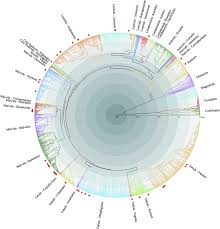 Image result for Lopholaena sp.no.1