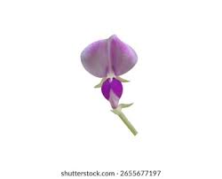 Image result for Pleurolobus