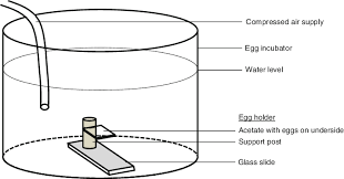 Egg Holder And Egg Incubator Used To Condition Eggs Download Scientific Diagram