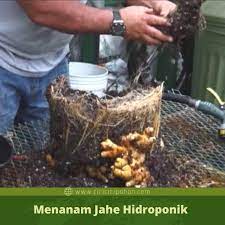 Semua tergantung jenis atau varietas dan pertumbuhan sawi yang ditanam. Cara Menanam Jahe Dengan Hidroponik Yang Tepat Ciriciripohon Com