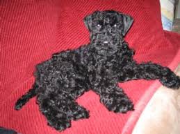 Enter your email address to receive alerts when we have new listings available for blue terrier puppies for sale. Kerry Blue Puppy For Sale Cheap Buy Online