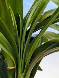 Image result for Clivia miniata