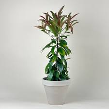 Image result for Ardisia staudtii