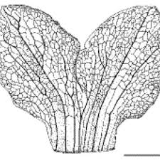 Image result for Uvaria welwitschii