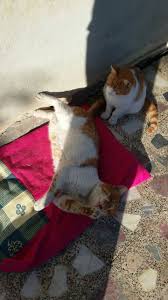 Sarman Pasa Ve Naz Kedi Canta