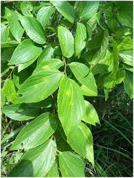Image result for Celtis sinensis