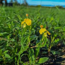 Image result for Crinum stuhlmannii